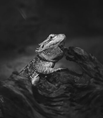 shop-ethnic-pet